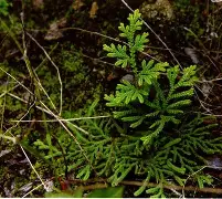 #↘?铞d?慲d~E柏 